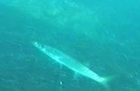 barracuda